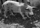 Alaverdi 012