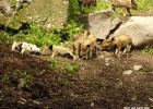 Alaverdi 041