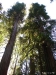 Big Basin 01