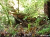 Big Basin 02