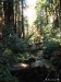 Big Basin 03