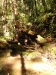 Big Basin 05