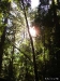 Big Basin 06