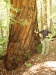 Big Basin 07