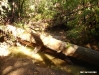 Big Basin 08