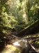 Big Basin 09