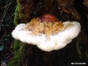 Big Basin 10