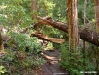 Big Basin 11