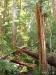 Big Basin 12